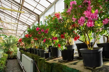 Fototapeten Azalee A greenhouse filled with blooming rhododendrons and azaleas in black pots, with vibrant pink and red flowers under natural sunlight  © Tatiana