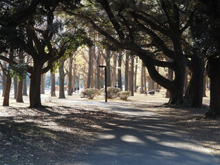代々木公園の風景