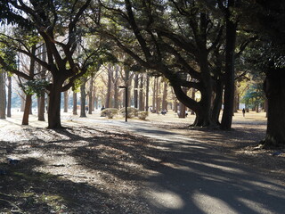 代々木公園の風景