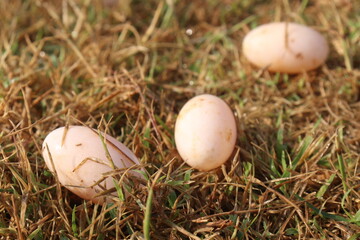Terrapin eggs stock on grass