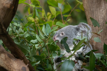 ユーカリの葉を食べる可愛いコアラ