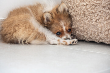 A small, fluffy puppy curled up quietly beside a cozy textured pillow in a bright indoor space...