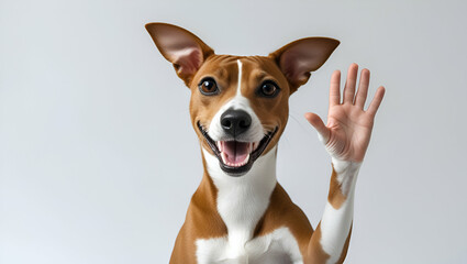 A cute portrait of a small Jack Russell Terrier dog with white and brown fur, looking adorable and playful