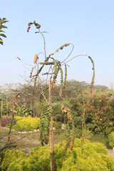Phyllodium pulchellum flower plant on farm