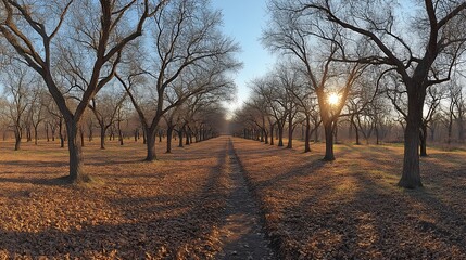Sun setting over leaf-covered path between bare trees.