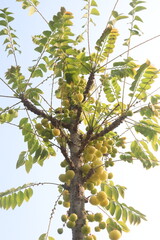 Phyllanthus acidus on tree in farm