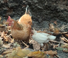 Free range chickens is looking for food among piles of leafy rubbish