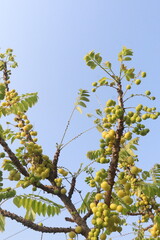 Phyllanthus acidus on tree in farm