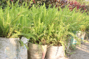 Nephrolepis exaltata plant on bag in farm
