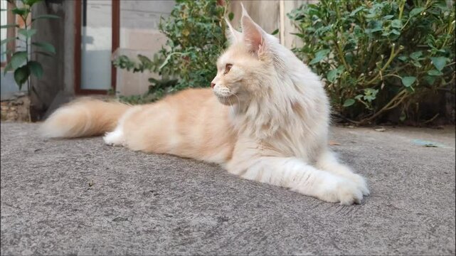 A cute cat is looking for a playmate in the park