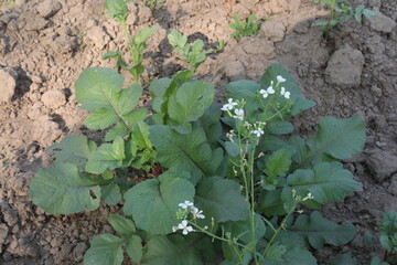 Radishes flower on tree in farm for harvest