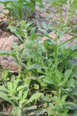 Horseweed flower plant on nursery