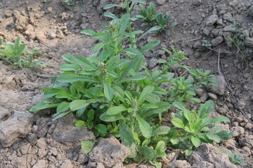Horseweed flower plant on nursery