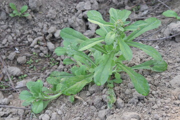 Horseweed flower plant on nursery