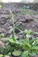 Horseweed flower plant on nursery