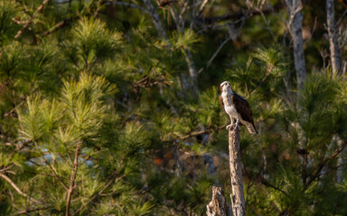 Osprey perched on tree limb