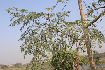 Moringa leaf on tree in farm for medicine