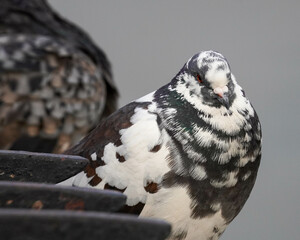 Pigeon from East River Walk 10