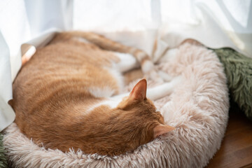 窓辺で眠る猫の後ろ姿　茶トラ白