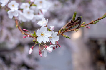 春爛漫、薄明かりの中の桜
