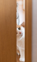 ドアの隙間から覗き込む猫　茶トラ白