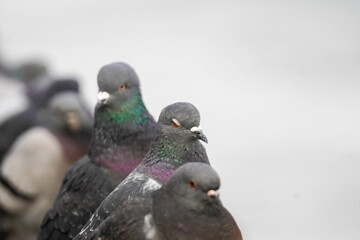 Pigeon from East River Walk 9