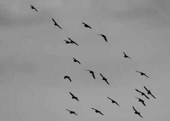 Pigeon from East River Walk 7