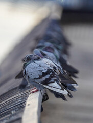 Pigeon from East River Walk 8