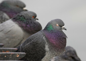 Pigeon from East River Walk 2