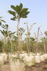 frangipani flower plant on farm © CMYK MAKER