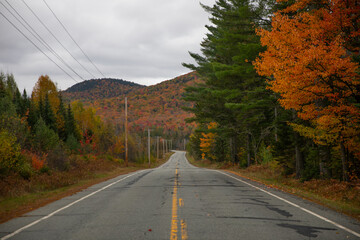 road in autumn forest
