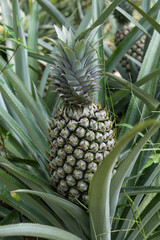 Fototapeta premium Pineapple Plantation, Plant Field, Pineapple tropical fruit growing in the garden, Close-up of pineapple trees, Fresh fruit ,Cultivation of fruit, Pineapple background, Ananas comosus,A lot of fruits