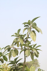 Phytolacca dioica plant on nursery for sell