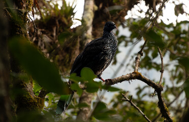 Guan andino, Penelope montagnii. Wild animal. Bird of South America