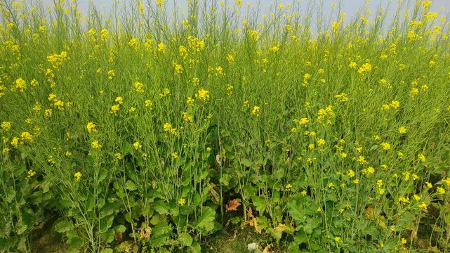 Mustard plants farm ( sarso khet) having yellow growing flower bloom, oilseeds	