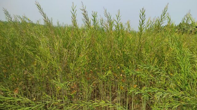 "Rich Harvest: The Growth Journey of Mustard Seeds Plant"