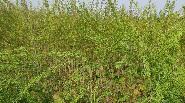 "Rich Harvest: The Growth Journey of Mustard Seeds Plant"