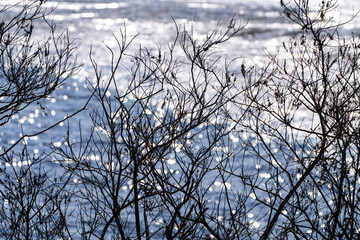 View of the twigs against the river in winter