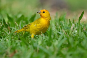 Beautiful colorful tropical yellow bird , Saffron finch, is foraging on the green grass of the lawn.