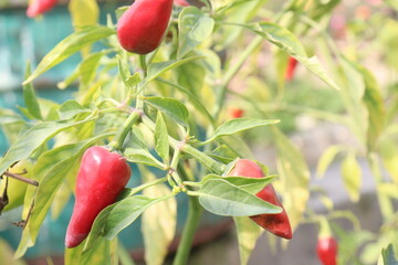 Pequin Pepper on tree in farm