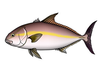 カンパチ　イラスト　ベクター　輪郭あり