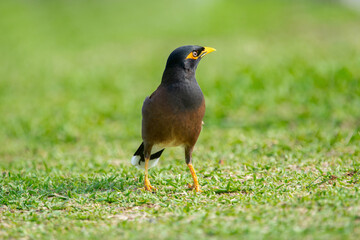 Tropical noisy bird Common myna with black and brown plumage and yellow eyes and legs is walking on the lawn with green grass.
