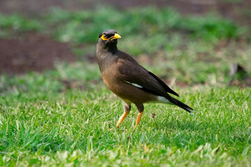 Tropical noisy bird Common myna with black and brown plumage and yellow eyes and legs is walking on the lawn with green grass.