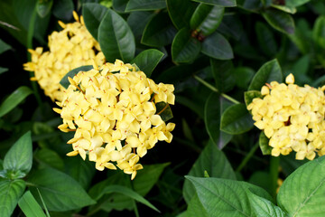 Bright yellow ixora flowers in full bloom surrounded by lush green leaves, showcasing the vibrant beauty of tropical flora perfect for garden and nature photography.
