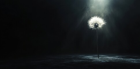 Illuminated Dandelion Seedhead in Dark Setting