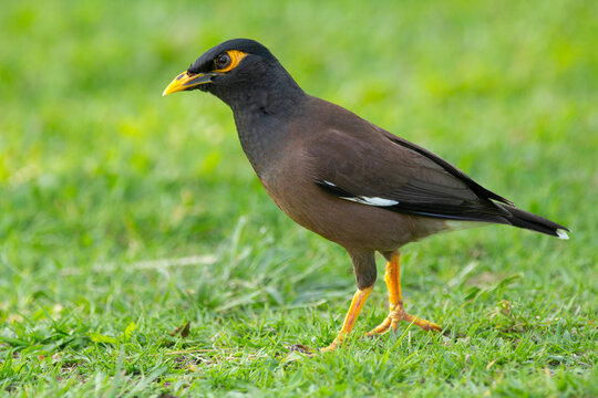Tropical noisy bird Common myna with black and brown plumage and yellow eyes and legs is walking on the lawn with green grass.