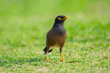 Common myna is foraging on the green grass in tropical garden.