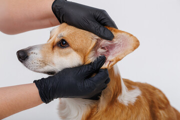 Grooming a dog's ear with black gloves during a veterinary checkup