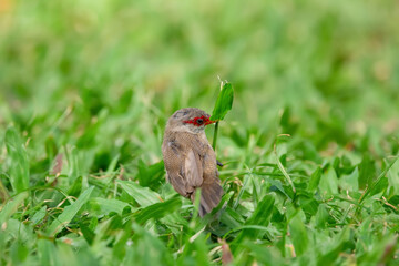 Little cute tropical bird Common waxbill with red stipe on his eyes is foraging on the ground in green grass of the park.