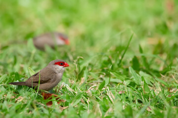 Little cute tropical bird Common waxbill with red stipe on his eyes is foraging on the ground in green grass of the park.